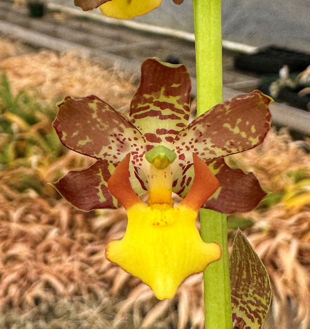 Sunset Valley Orchids - Superior Hybrids For Orchid Growers